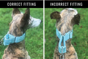 THE IMPORTANCE OF USING MARTINGALE COLLARS FOR DOGS THAT EASILY SLIP OUT OF CONVENTIONAL COLLARS