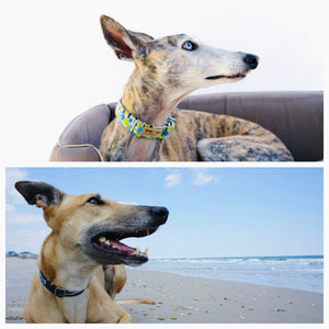 What are the differences between Greyhound's and Galgo's?